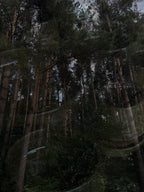 FOREST LIMITED