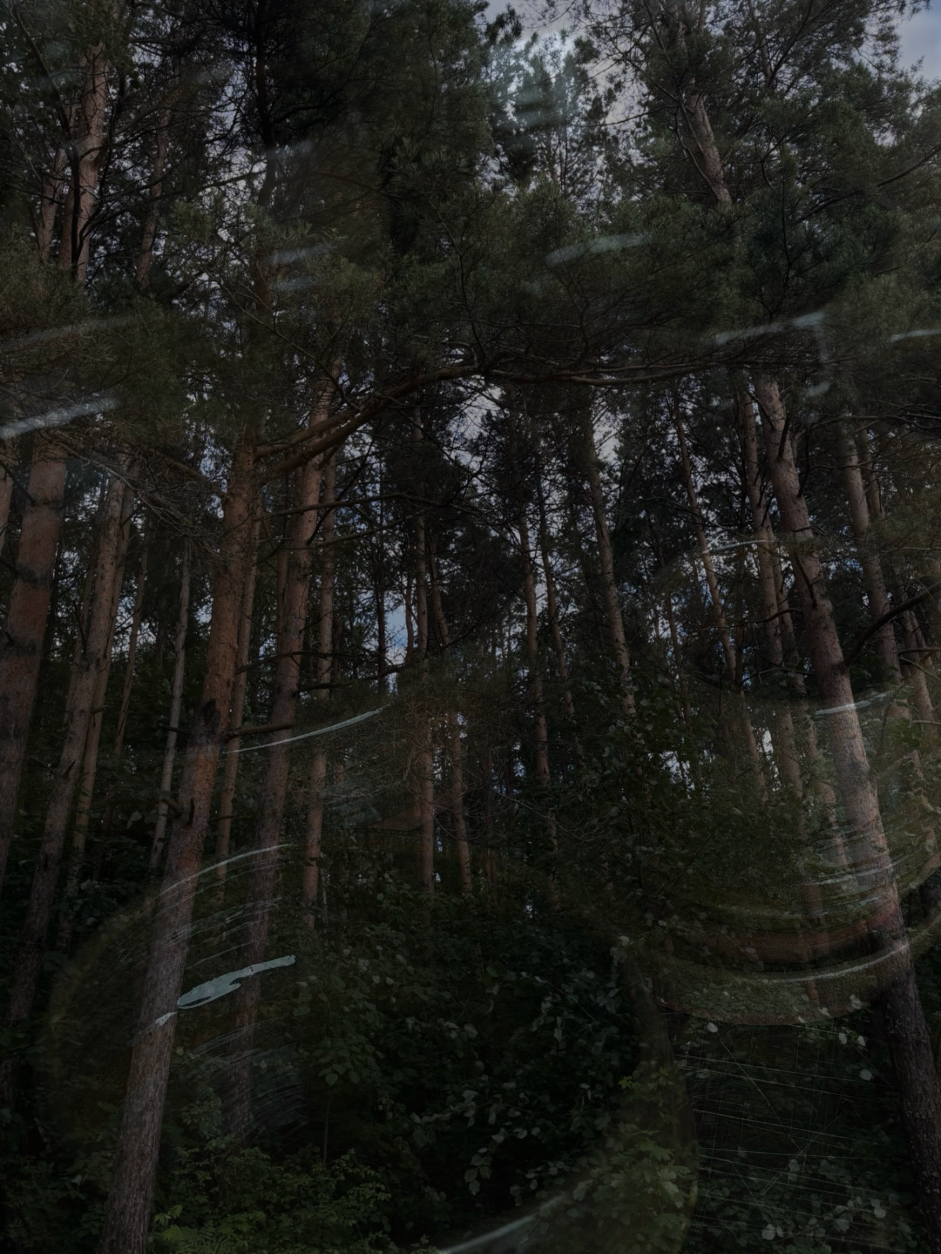 FOREST LIMITED